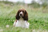 SPRINGER SPANIEL 073